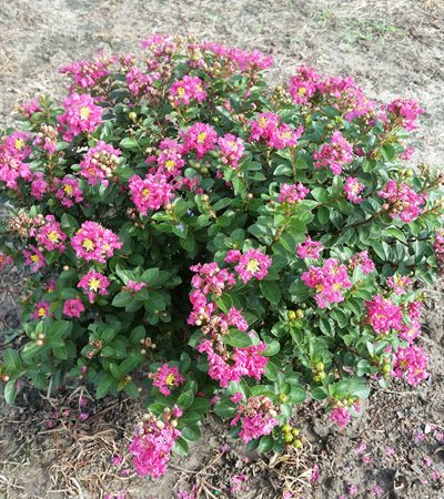 Crape Myrtle Pocomoke